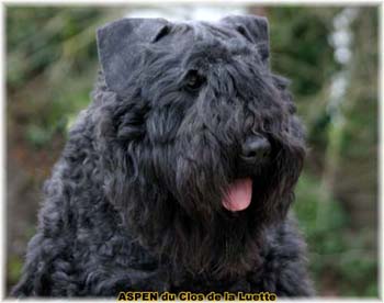  Bouvier des Flandres expositions tous prim&eacute;s